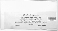 Cytospora nivea image